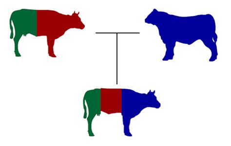 Crossbreeding For The Commercial Beef Producer Beef Cattle