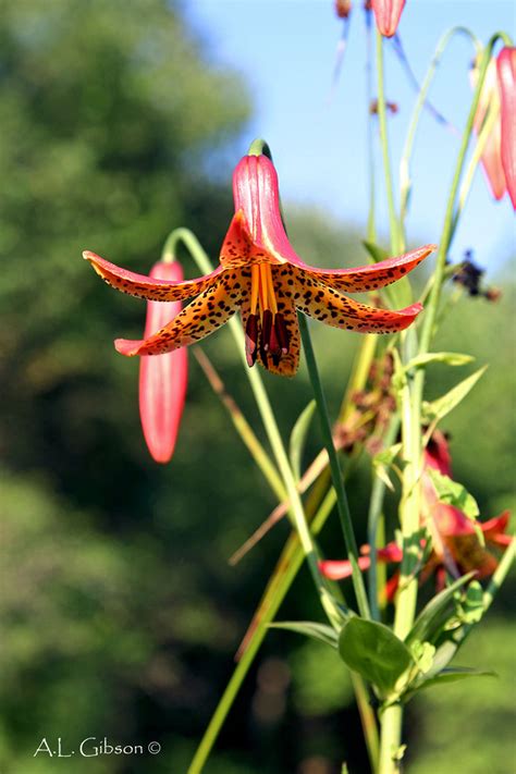 The Buckeye Botanist Ohios Native Lilies