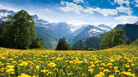 Alps Flowers Mountains Yellow Flowers Wallpaper 1920x1080 684817