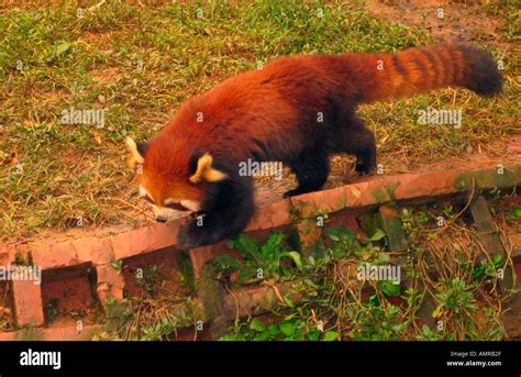 Red Panda Chengdu Research Base Of Giant Panda Breeding Futou Hill