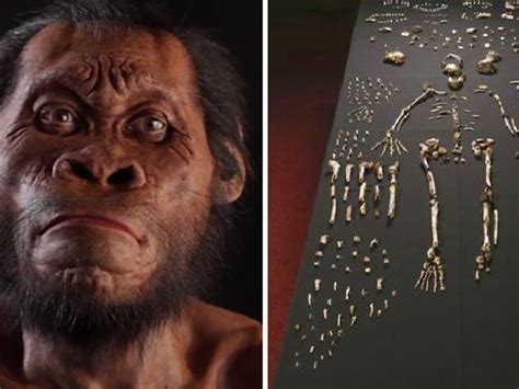 It's not every day that the discovery of a new extinct species of human is announced. Homo Naledi, in Sudafrica ritrovati i resti di un nostro lontano antenato - Esperienziando Vitae
