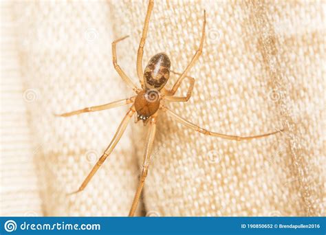 A False Widow Spider Steatoda Grossa Stock Photo Image Of Dorsal