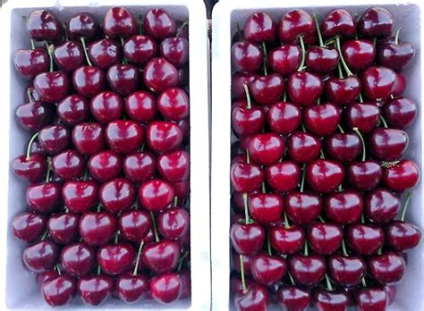 Chinese Cherries A Growing Industry Good Fruit Grower