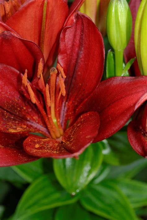 Floral Boom Asiatic Red Lily