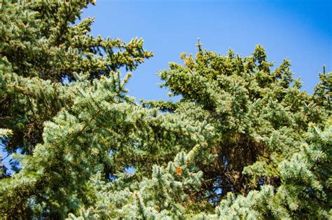 Evergreen Coniferous Trees Close Up Background Stock Image Image Of