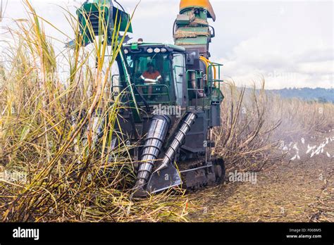 Sugar Cane Harvest Stock Photo Alamy