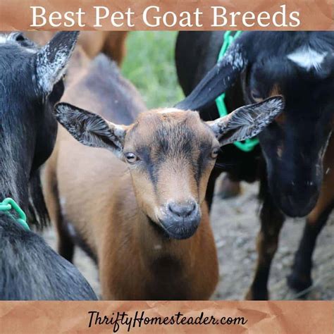 The Best Pet Goat Breeds And More