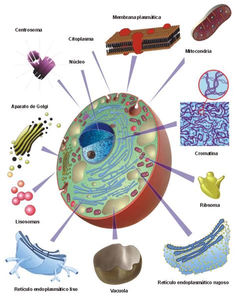 La Celula Smartbiology