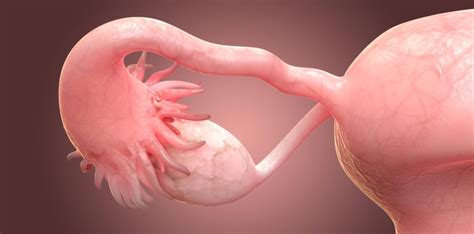 Los síntomas de cáncer de endometrio incluyen: Bayer and Evotec Extend their Endometriosis Partnership