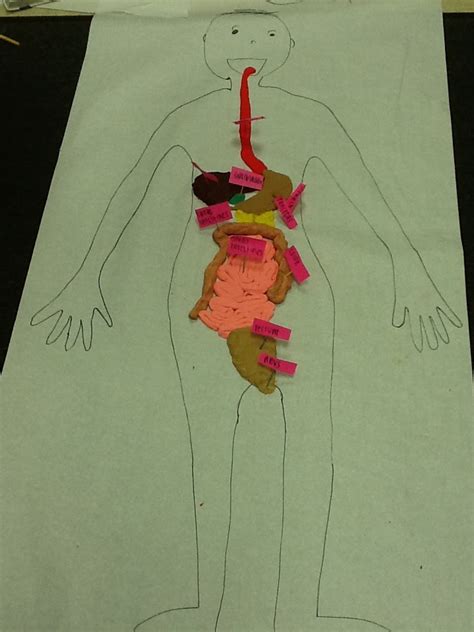 Junior High 7th Grade Health Learns The Digestive System