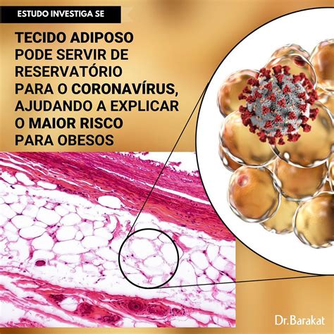 Tecido Adiposo Pode Servir De Reservatório Para O Coronavírus Blog Do