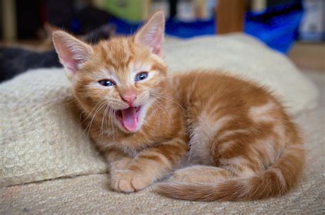 Yawning Ginger Tabby Kitten By Furlined On Deviantart