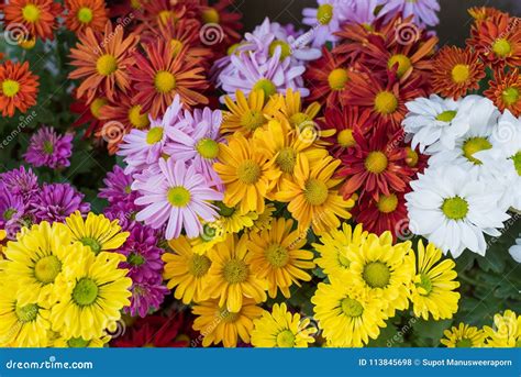 Various Colors Of Mum Flowers Stock Photo Image Of Moods Colors