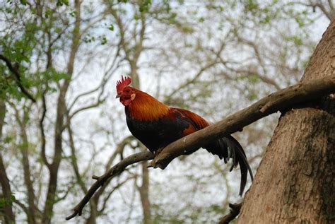 Red Jungle Fowl Backyard Chickens Learn How To Raise Chickens