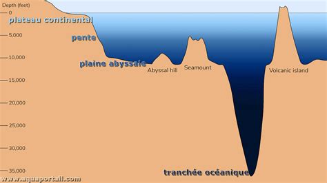 Plaine Abyssale Définition Et Explications