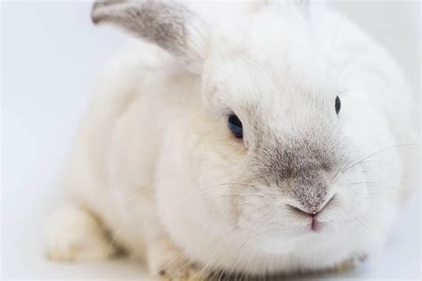 How Long Do Dwarf Rabbits Live Looking After Your Furry Friend