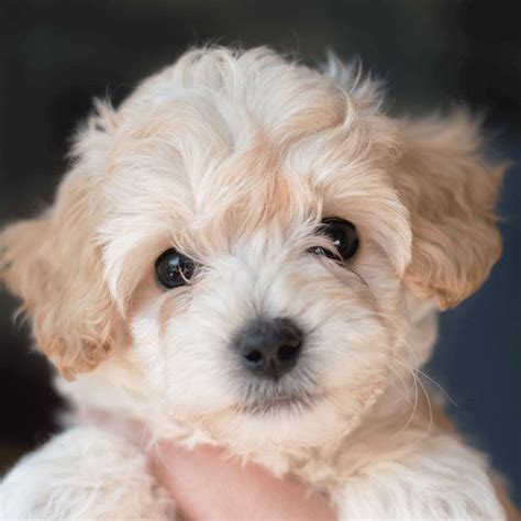 Adorable Cream Cockapoo Puppy These Puppies Are So Cute And Smart