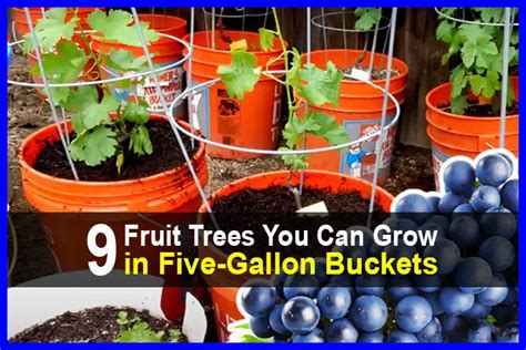 9 Fruit Trees You Can Grow In Five Gallon Buckets Arnel Aston Com