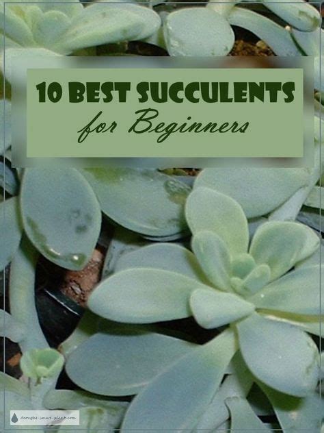 10 Best Succulents For Beginners Easiest Succulents To Grow Artofit