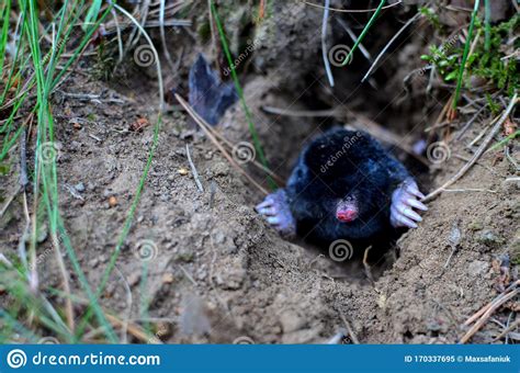 Mole Crawling Out Of Molehill Above Ground Showing Strong Front Feet Used For Digging Runs