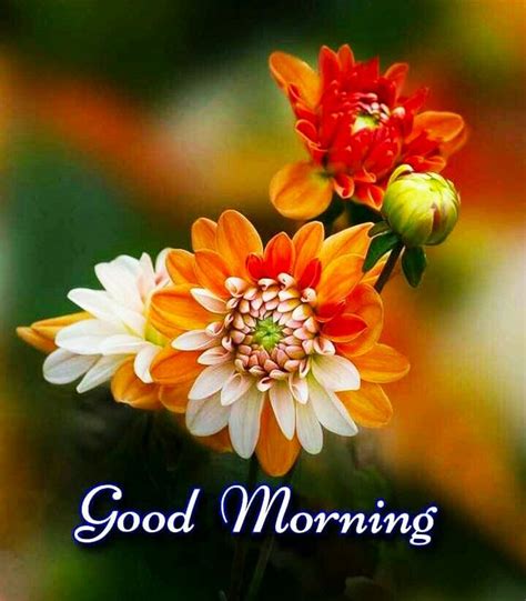 Good Morning Nature Good Morning Cards Good Morning Images Flowers