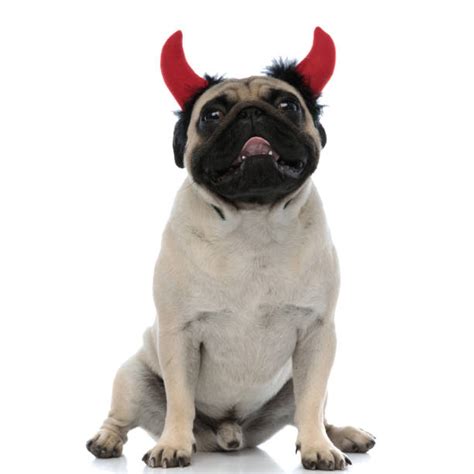 Devil Pug Dog With Horns Stock Photos Pictures And Royalty Free Images