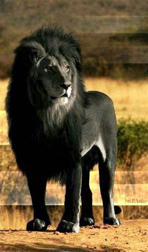 Rare Black Lion Majestic Animals Rare Animals Funny Animals Exotic