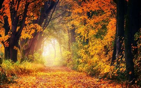 Path Between Yellow Green Orange Autumn Leaves Trees Forest Hd Autumn
