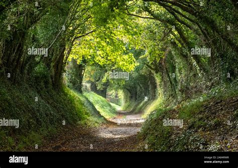 Halnaker Tree Tunnel In West Sussex Uk With Sunlight Shining Through