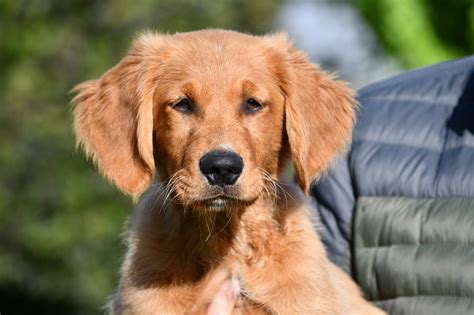 Field Golden Retriever Puppies California Field Golden Retriever Vs