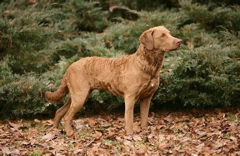 20 Most Truly American Dog Breeds