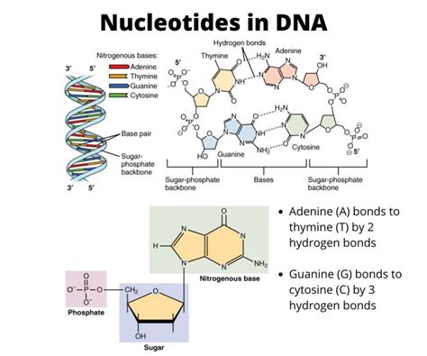 What Are The Three Parts Of A Nucleotide