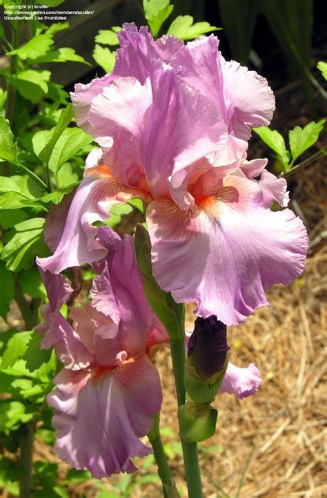 Plantfiles Pictures Tall Bearded Iris Persian Berry Iris By Sjlfinne