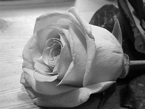 Grayscale Rose Free Photo Download Freeimages