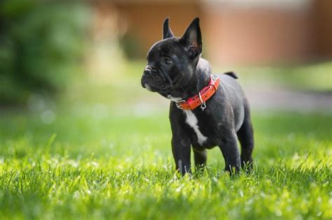 The Most Common French Bulldog Health Issues