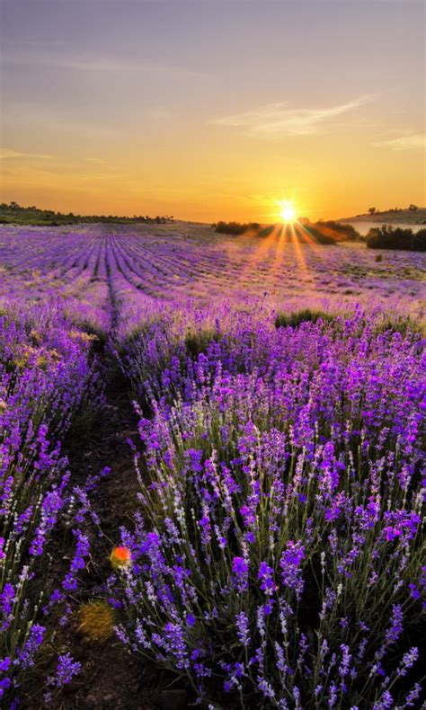 Sunrise On Lavender Field In Bulgaria Wallpaper For Nokia Lumia 925
