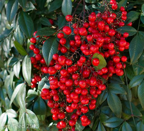 Shrub With Red Berries And Green Leaves By Jbordons On