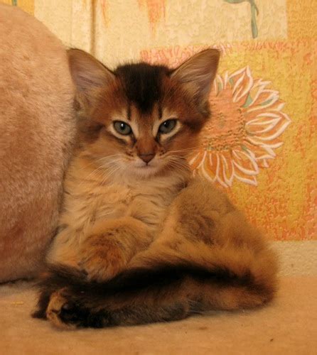 70 Very Cute Somali Kitten Pictures And Images