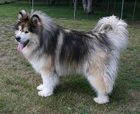 I often say that the malamute is during moulting, the malamute loses almost all his undercoat and a bit of his longer hair. malcoatcolor