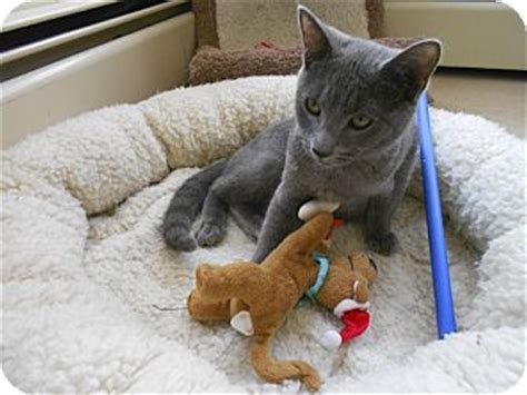 They do not lounge the day away but they certainly enjoy a good nap. Chester | Adopted Kitten | Warwick, RI | Russian Blue