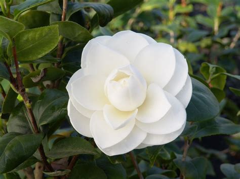 Favorite Camellia Varieties Plus Expert Planting And Growing Tips Hgtv