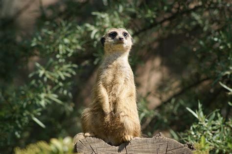 Free Images Wildlife Zoo Africa Mammal Fauna Animals Meerkat