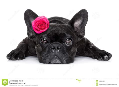Valentines Love Sick Dog Stock Photo Image Of Holiday 63684362