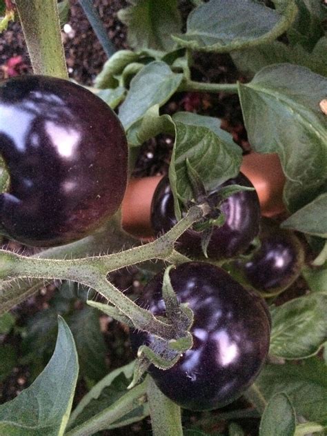 Black Tomatoes Fruit Tomato Plum