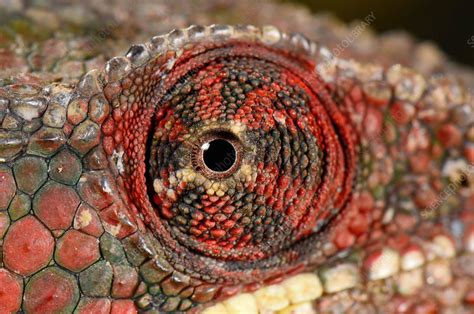 Panther Chameleon Eye Stock Image C0439855 Science Photo Library