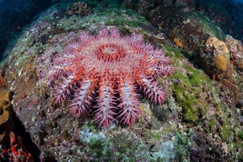 Interesting Facts About Beautiful Starfish World Inside