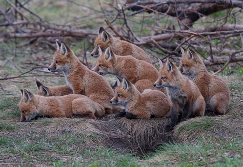 the litter of foxes - in Barrie, Ontario, Canada there was a litter of