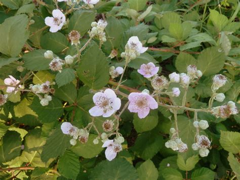 Johnny's selected seeds 955 benton ave. The Fruit of the Blackberry | Vance Morgan