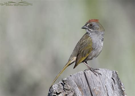 Male Green Tailed Towhee Looking Over His Shoulder On The Wing
