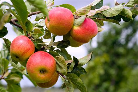 The fruit is produced right on the bark of the tree all up and down the branches. Prune apples and pears | Pruning fruit trees, Prune ...